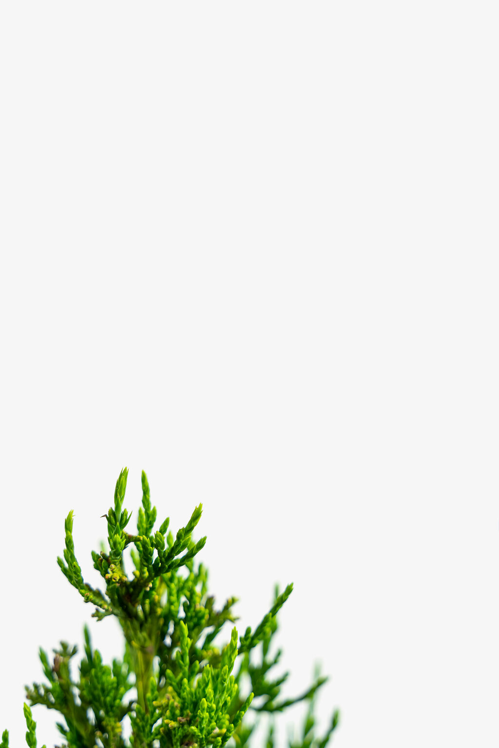 Hollywood Juniper For Sale The Tree Center