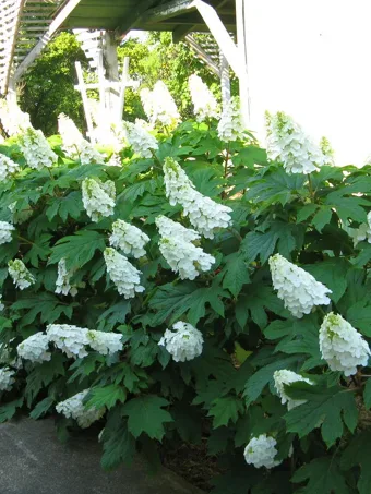 Hydrangea serrata 'Tiny Tuff Stuff' (Mountain Hydrangea) - Keeping It Green  Nursery