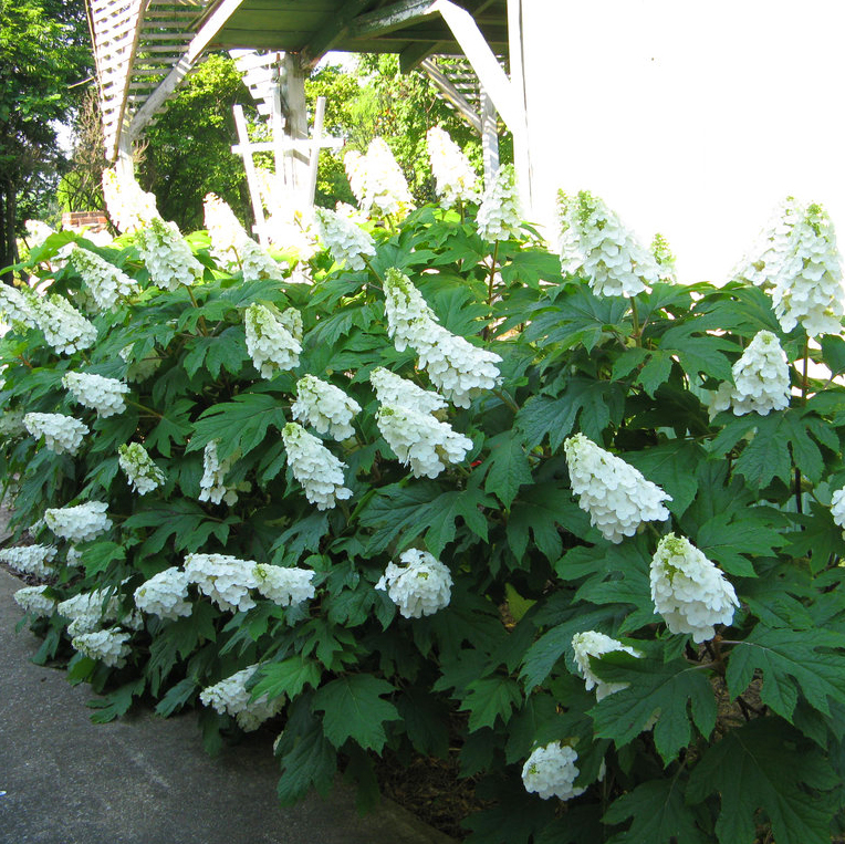 Image of Oakleaf hydrangea for sale 5