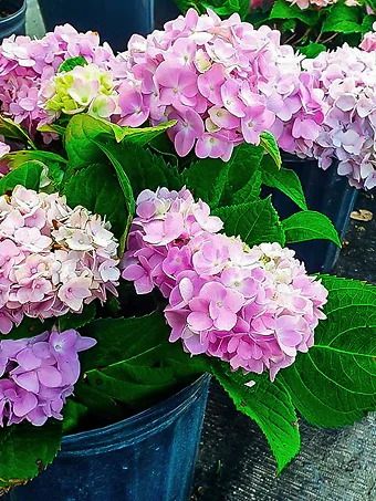 Penny Mac Hydrangea