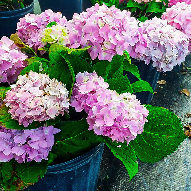 Image of Penny Mac hydrangea in garden