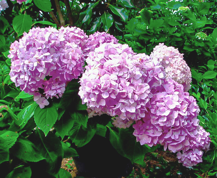 Penny Mac Hydrangea For Sale The Tree Center