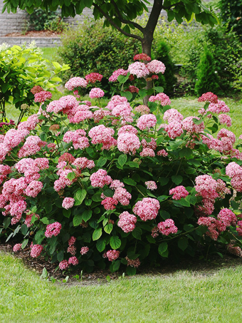 Incrediball® Blush Hydrangea