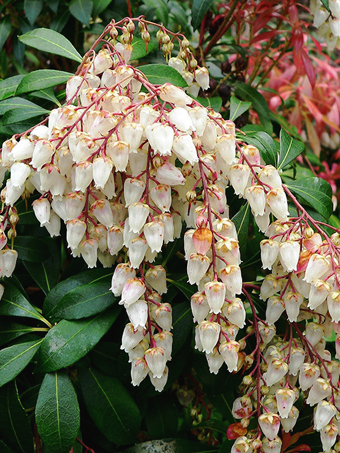 Interstella® Pieris