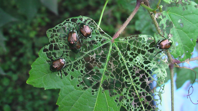 Qu'est-ce qui ravage mes feuilles?  Japanese-Beetles-Feeding-768x432