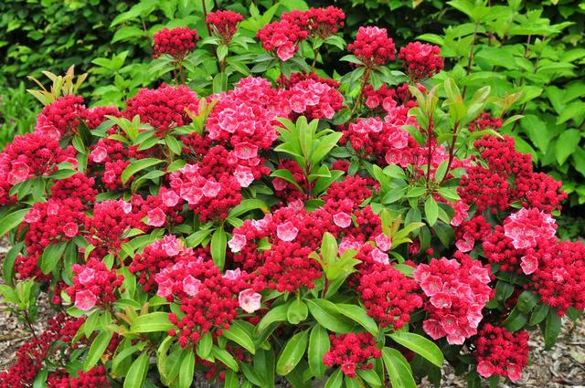 Kalmia Laurel | Tree Center