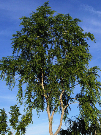 Lacebark Elm