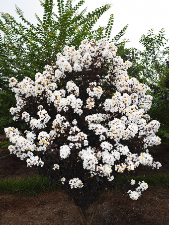 Lunar Magic Crape Myrtle