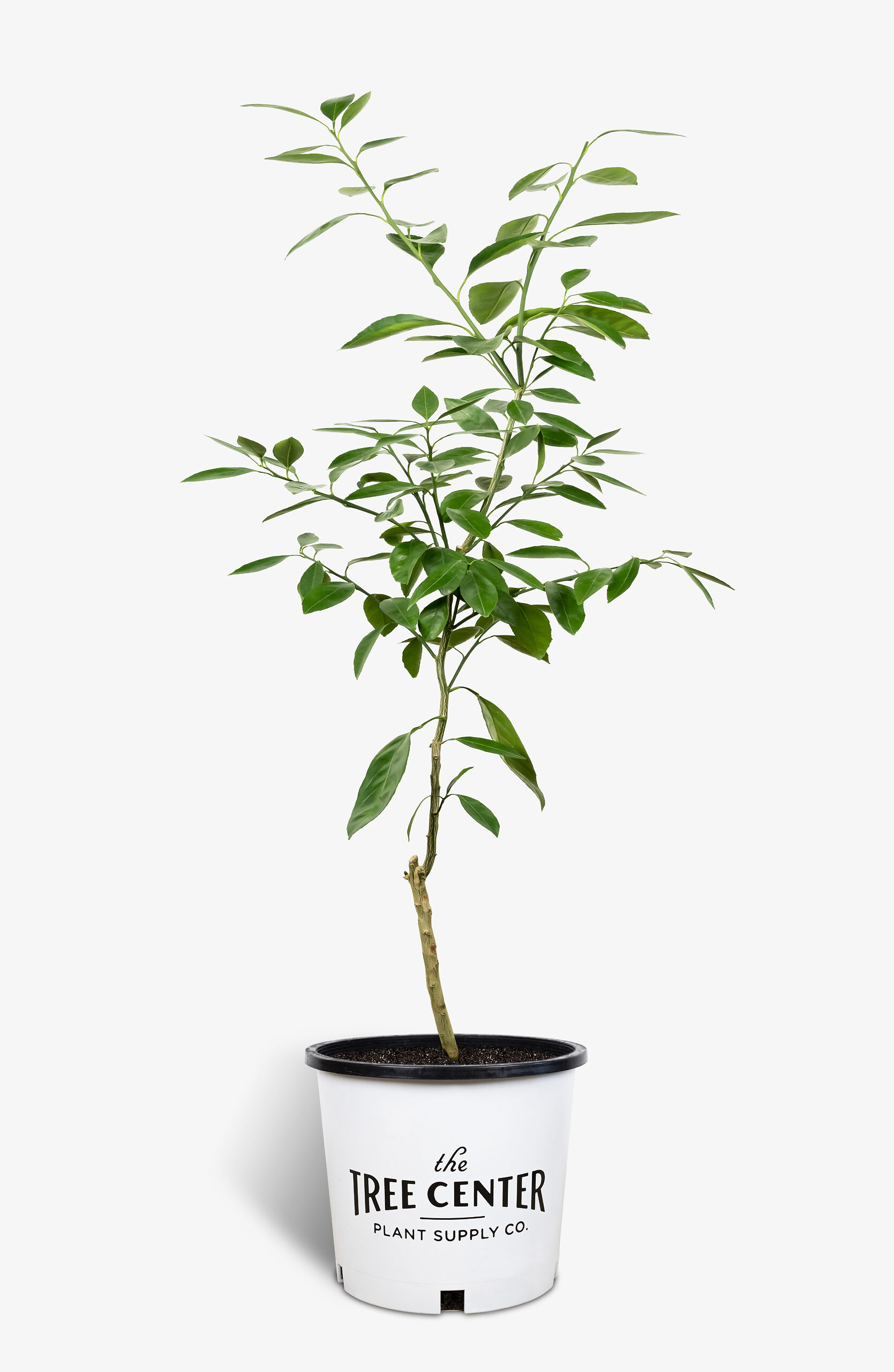 Miho Satsuma Orange Tree For Sale Online The Tree Center
