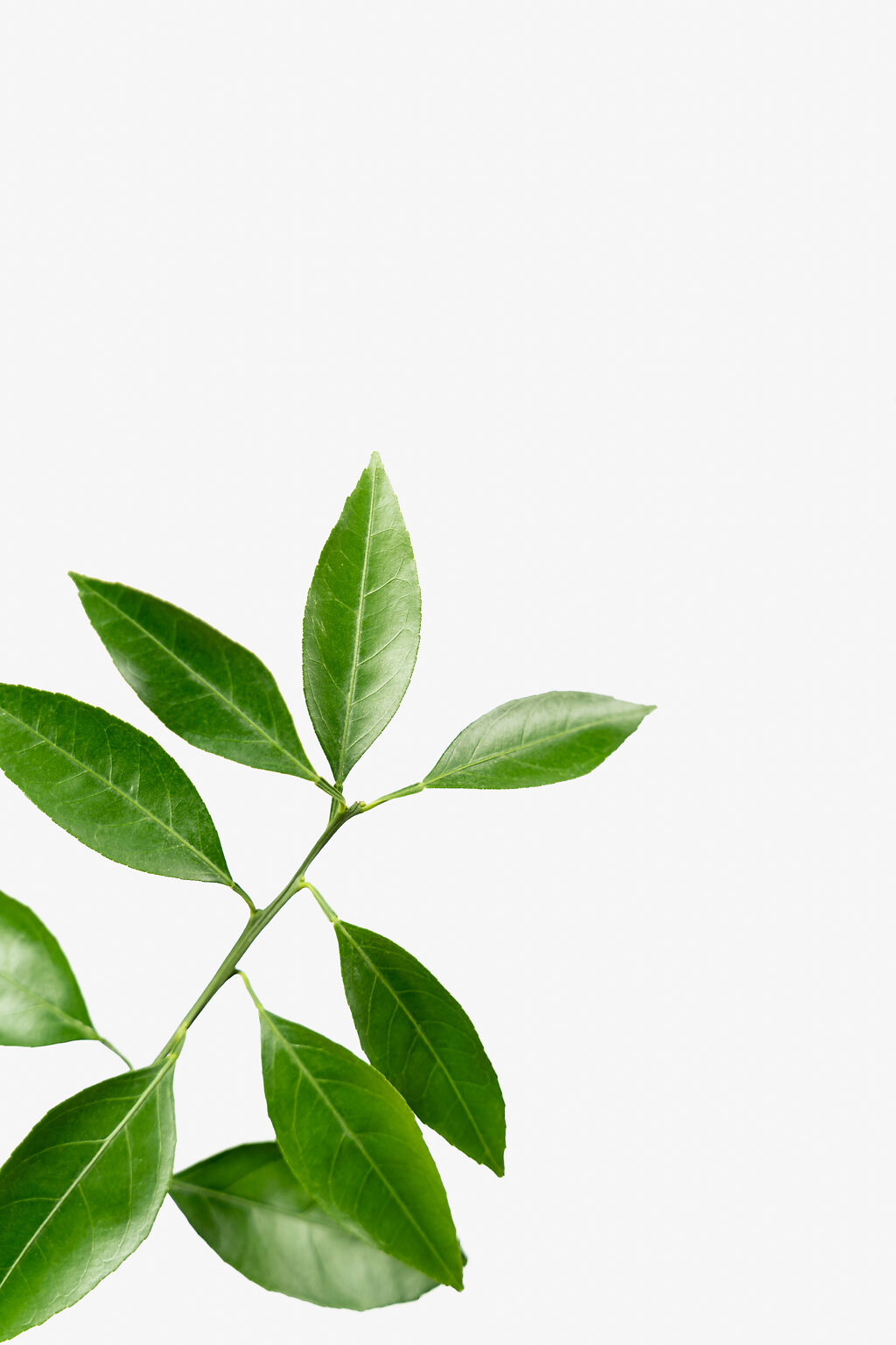 Miho Satsuma Orange Tree For Sale Online The Tree Center