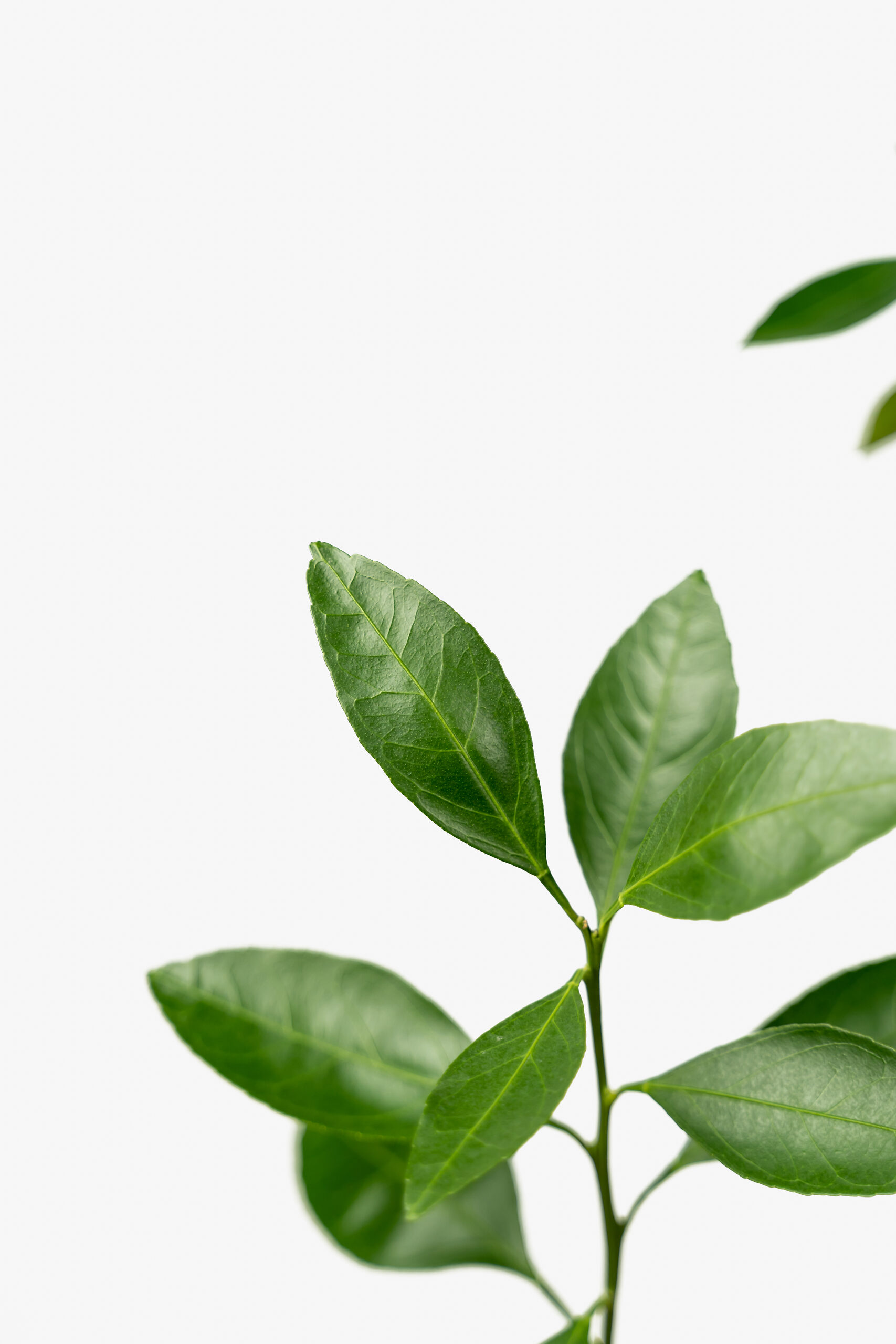 Miho Satsuma Orange Tree For Sale Online The Tree Center