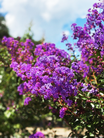 Miss Sandra Crape Myrtle