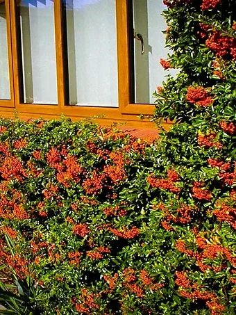 Mohave Pyracantha