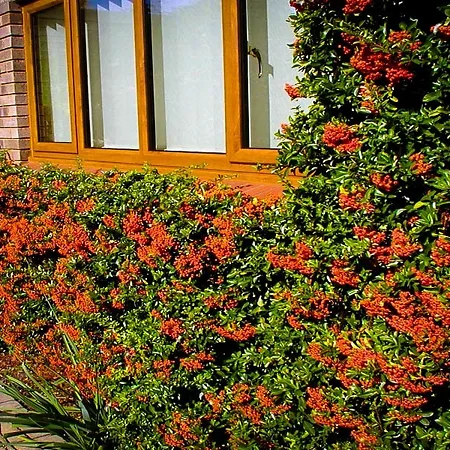 Pyracantha