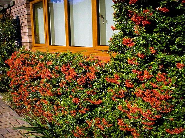 Mohave Pyracantha