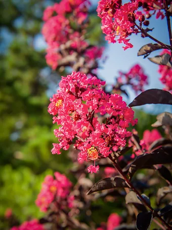 Mystic Magenta Black Diamond Crape Myrtle