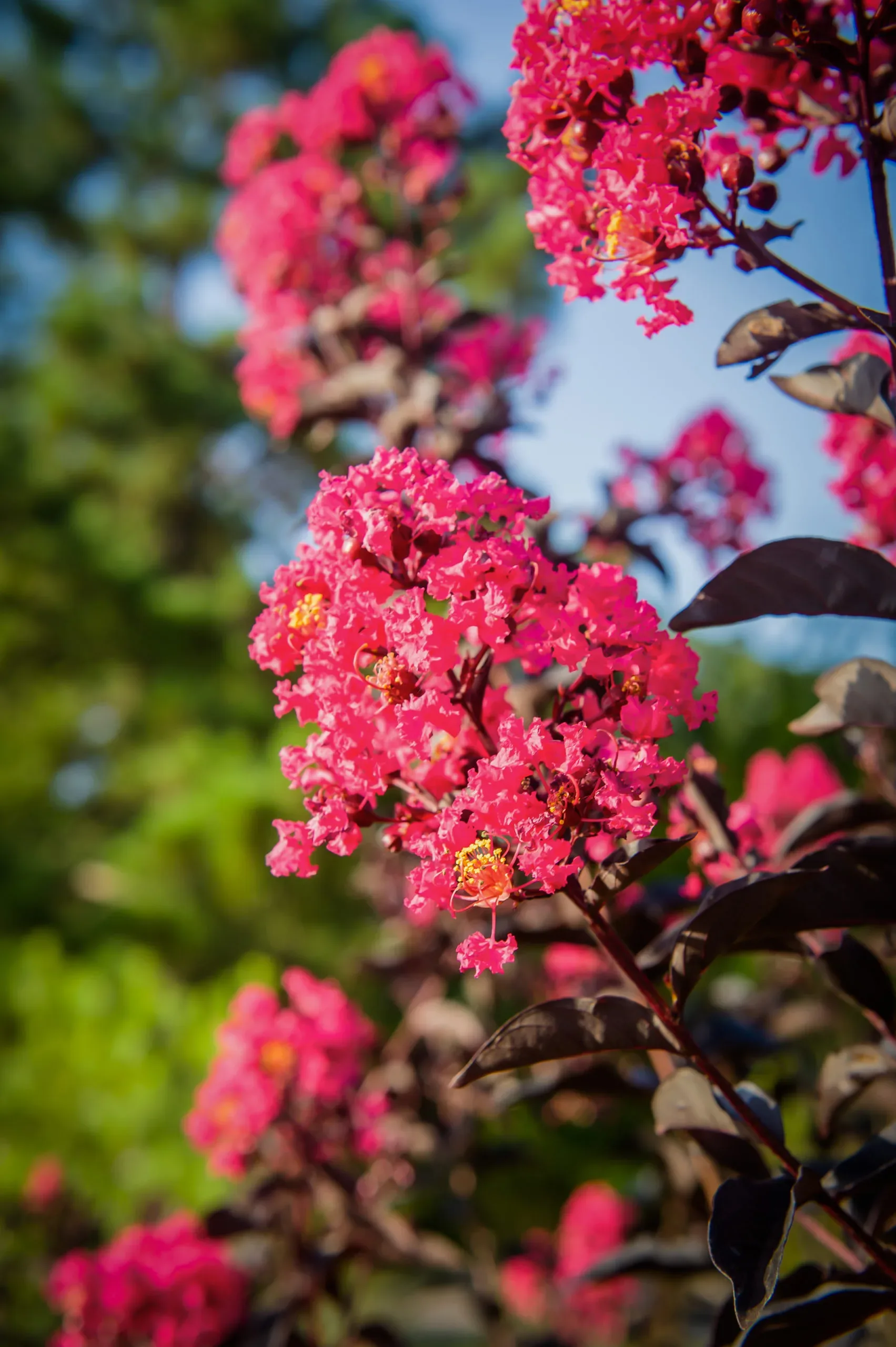 Lagerstroemia 'Diamonds In The Dark®' (Mystic Magenta) Crepe