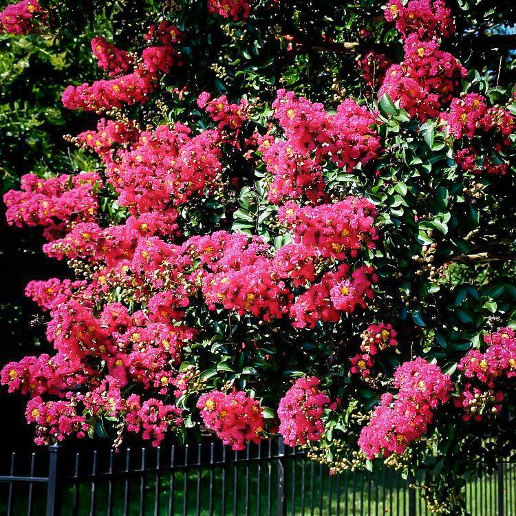 Mystic Magenta Crape Myrtlenull