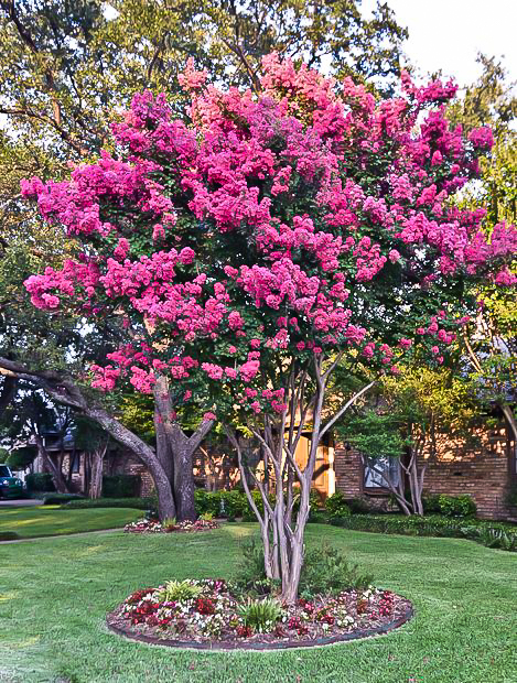 Mystic Magenta Crape Myrtle For Sale Online The Tree Center