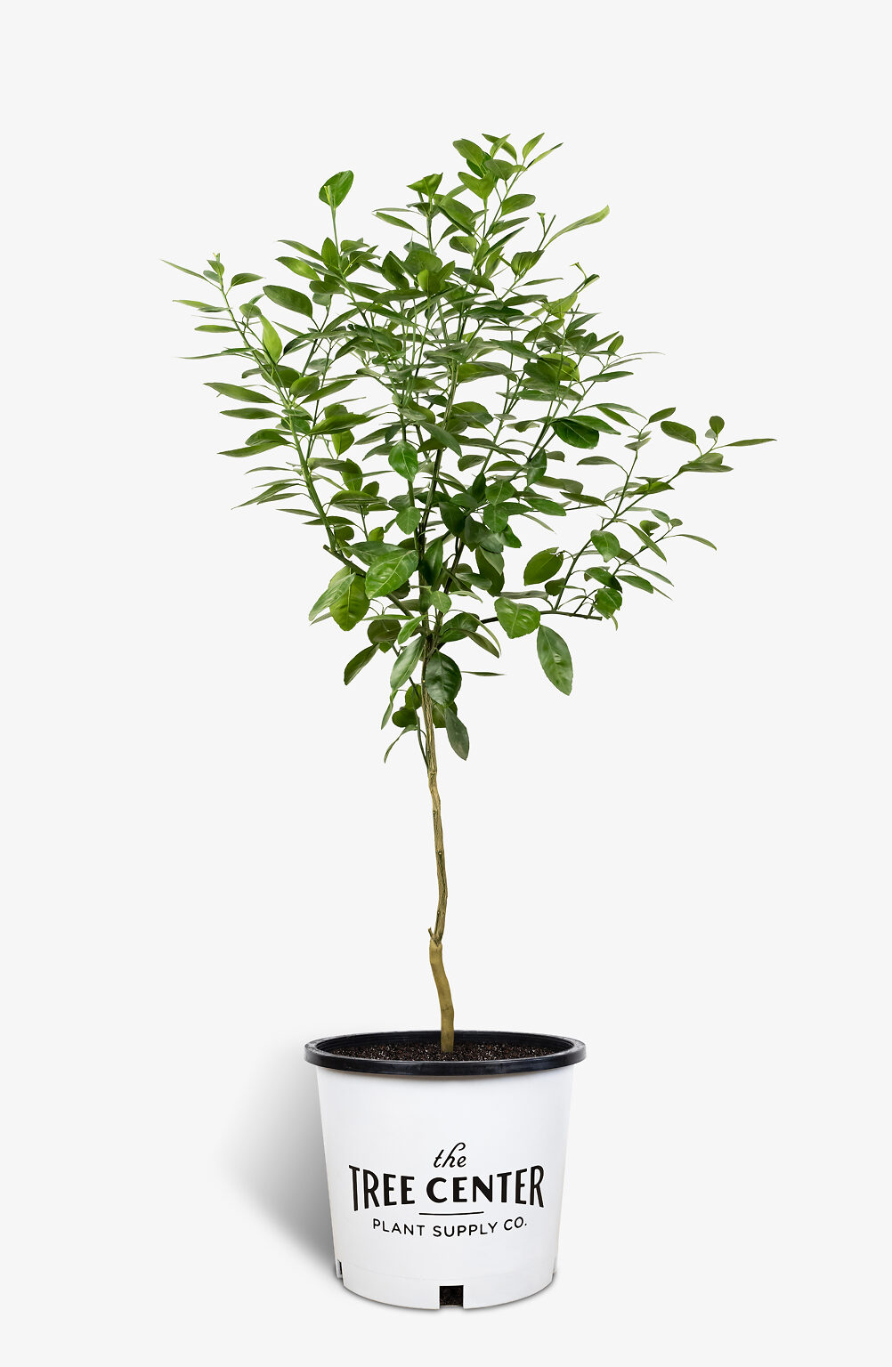 Owari Satsuma Mandarin For Sale The Tree Center