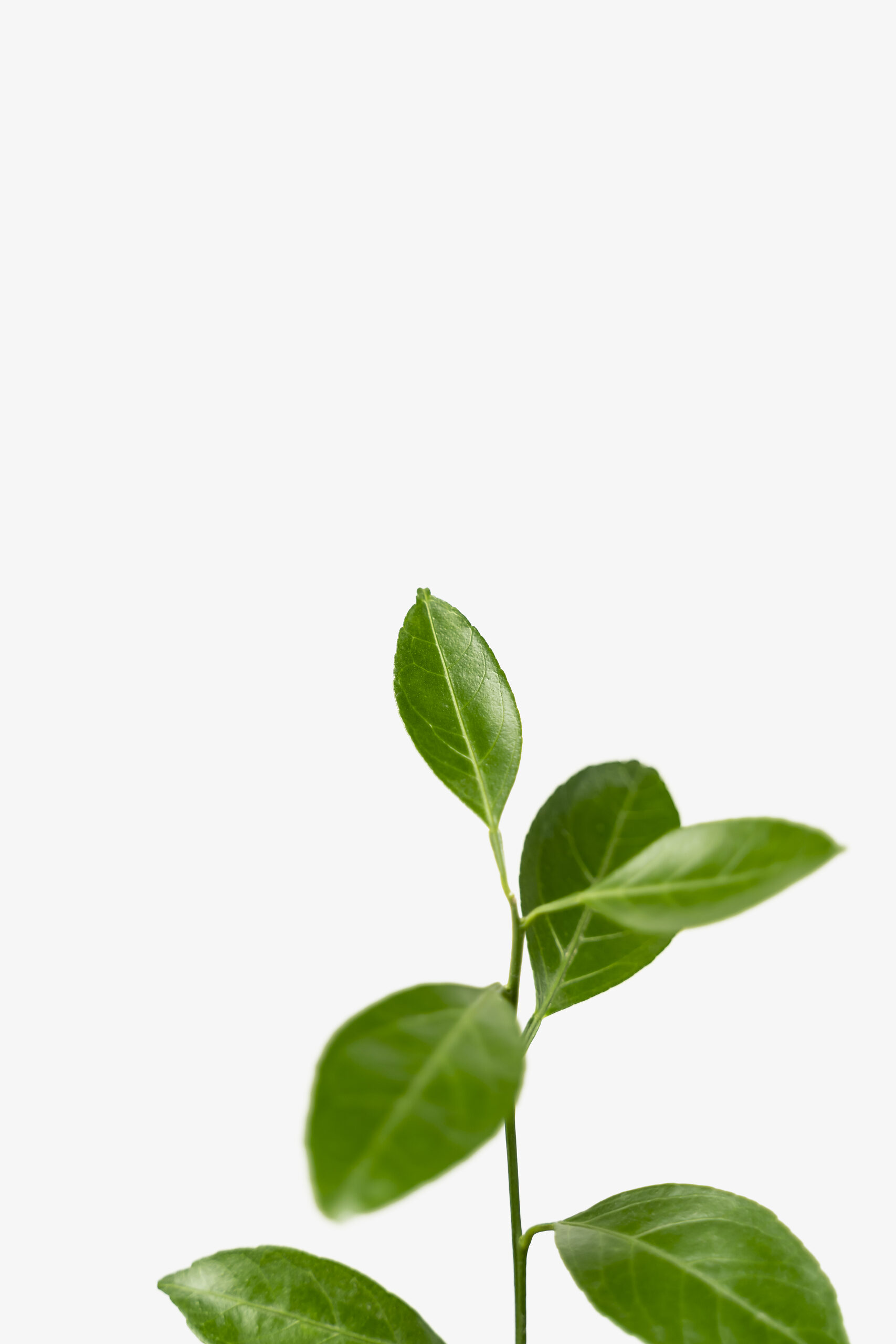 Owari Satsuma Mandarin For Sale The Tree Center