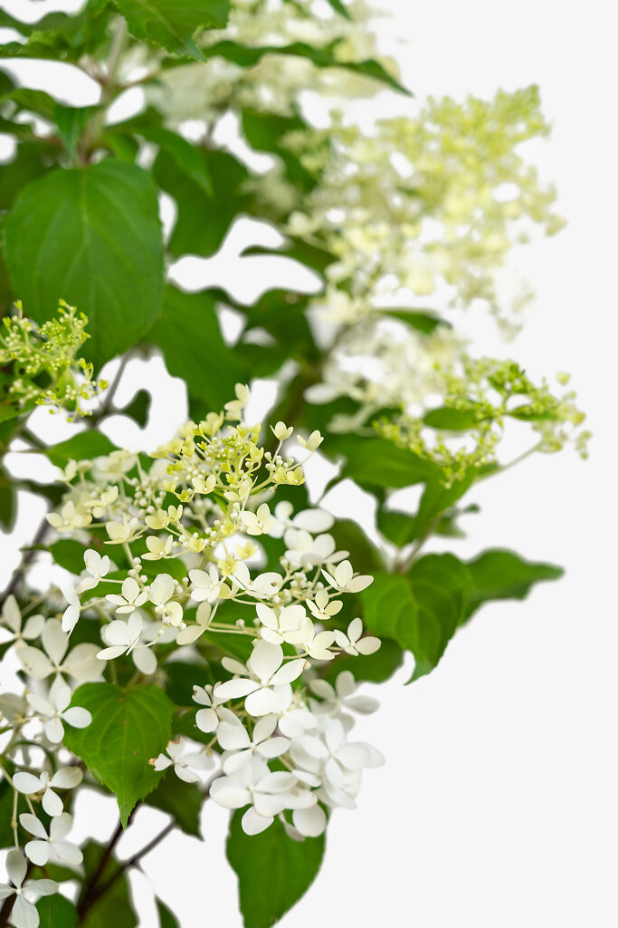 Phantom Hydrangea For Sale Online The Tree Center