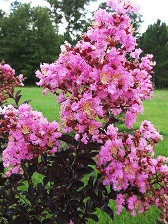 Pink Pearl Black Diamond Crape Myrtle