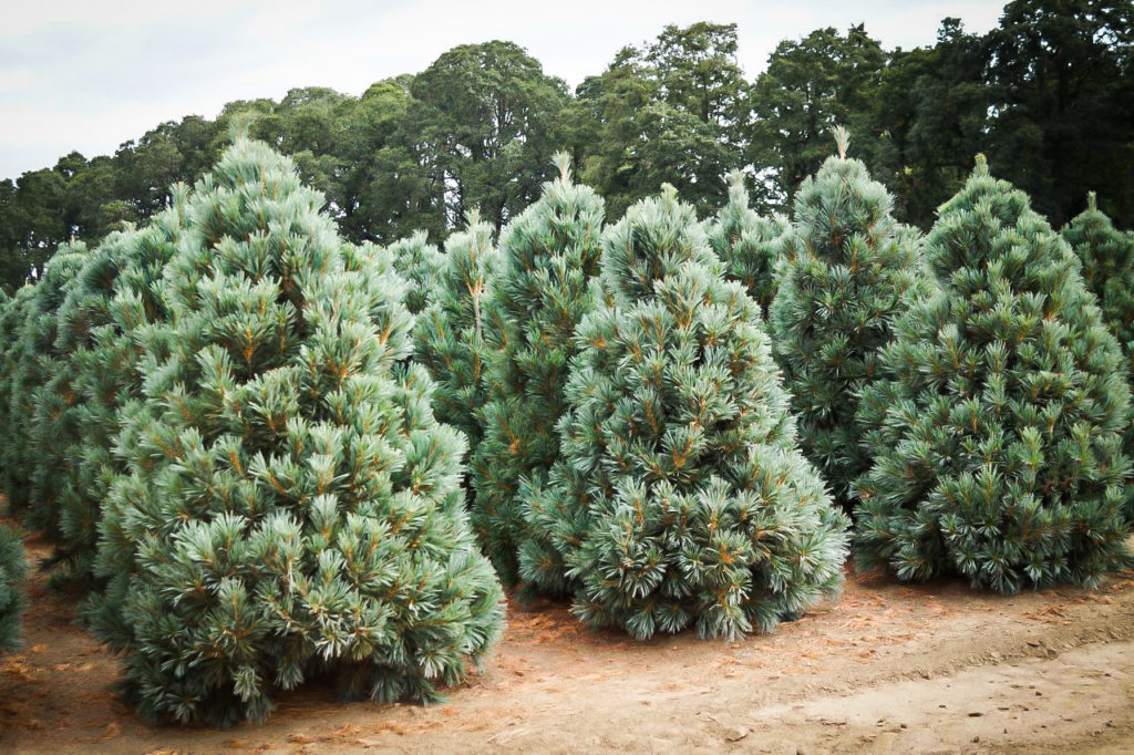 Vanderwolfs Pyramid Limber Pine Trees For Sale The Tree Center