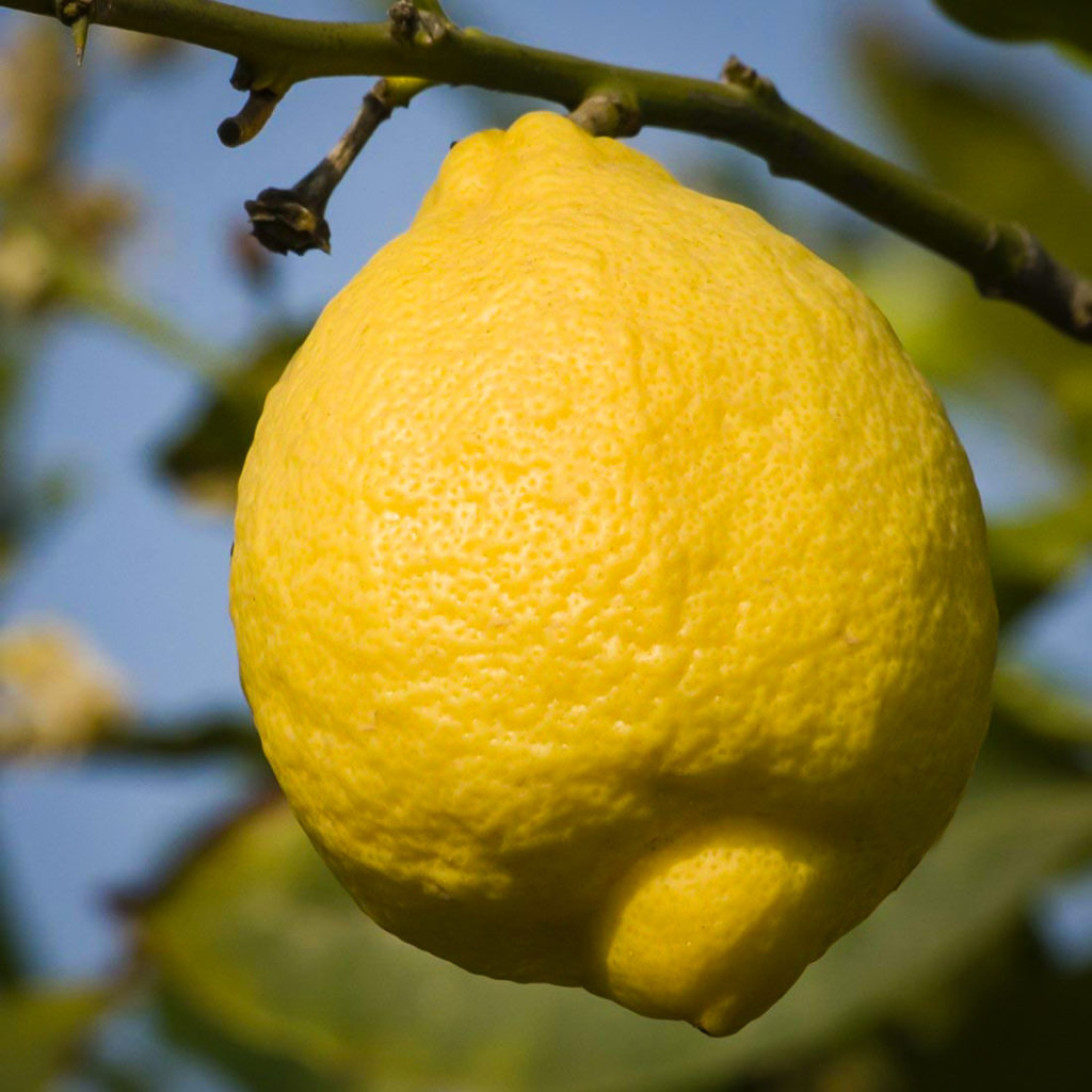 citrus ponderosa