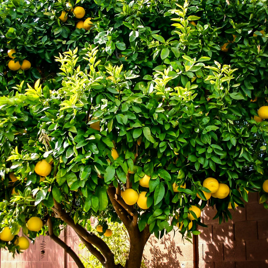 Ponderosa Lemon Trees For Sale Online The Tree Center