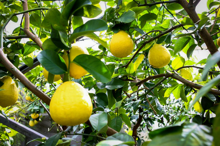Ponderosa Lemon Trees For Sale Online The Tree Center