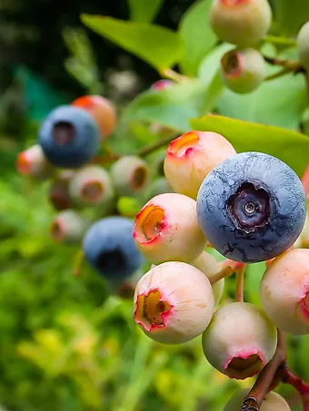 Premier Blueberry Bush