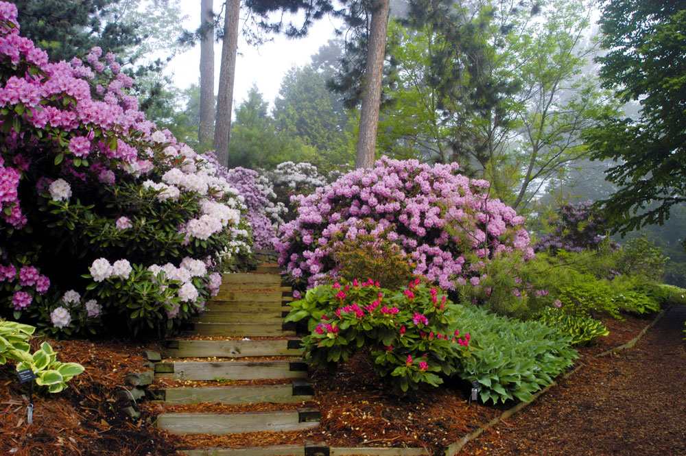 Growing Rhododendrons on Alkaline Tree Center™