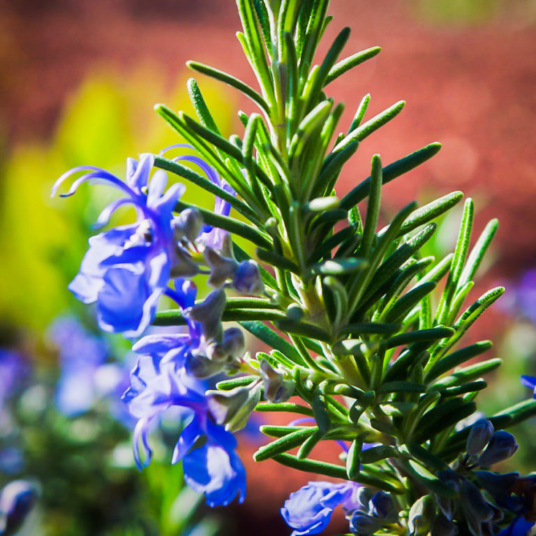 Tuscan Blue Rosemary Bushes For Sale The Tree Center