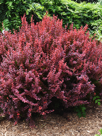 Ruby Carousel® Barberry