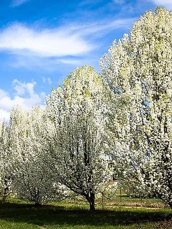 Row of Flowering Aristocrat Pear Trees