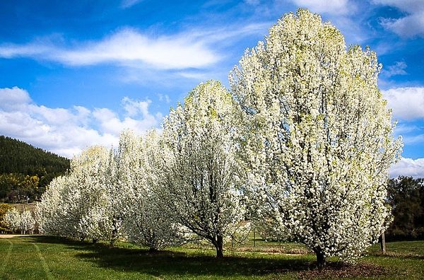 Row of Flowering Aristocrat Pear Trees