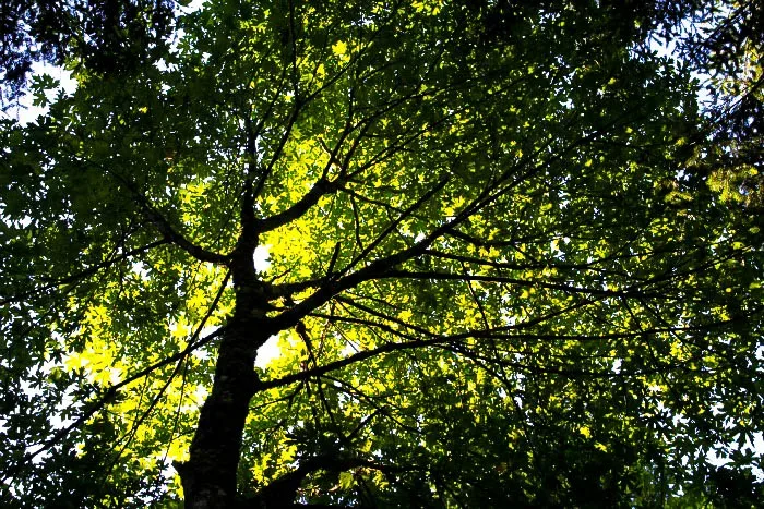 Native Shade Tree