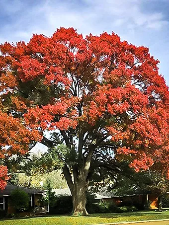 Shumard Red Oak Tree