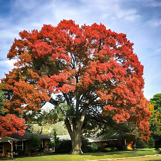 Shumard Red Oak Trees For Sale Online The Tree Center