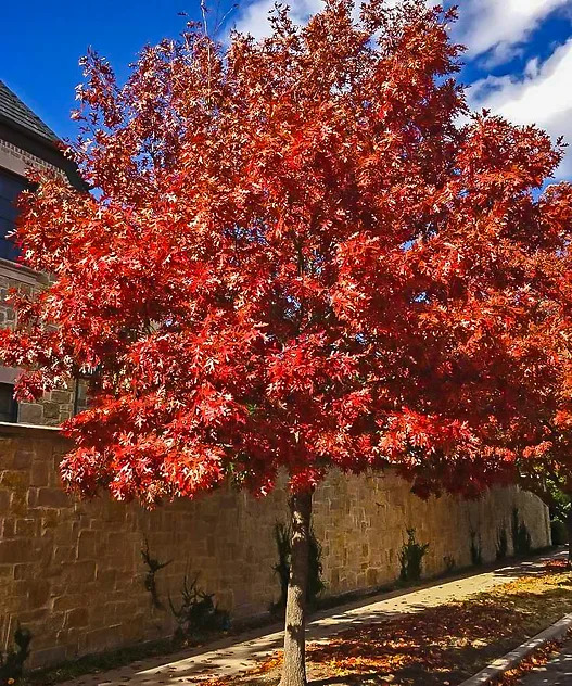 Shumard Red Oak Trees For Sale Online | The Tree Center