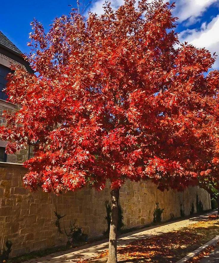 Shumard Red Oak Trees For Sale Online | The Tree Center