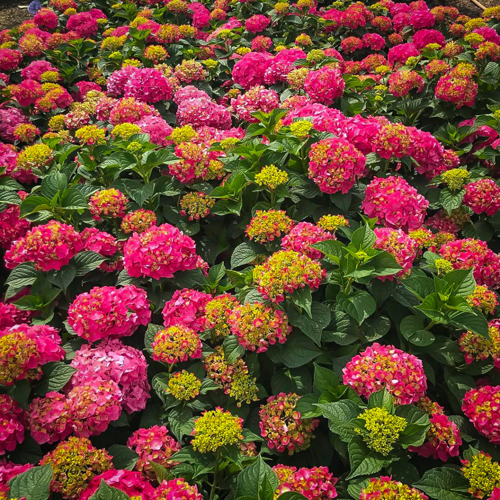 Summer Crush Hydrangea For Sale Online The Tree Center