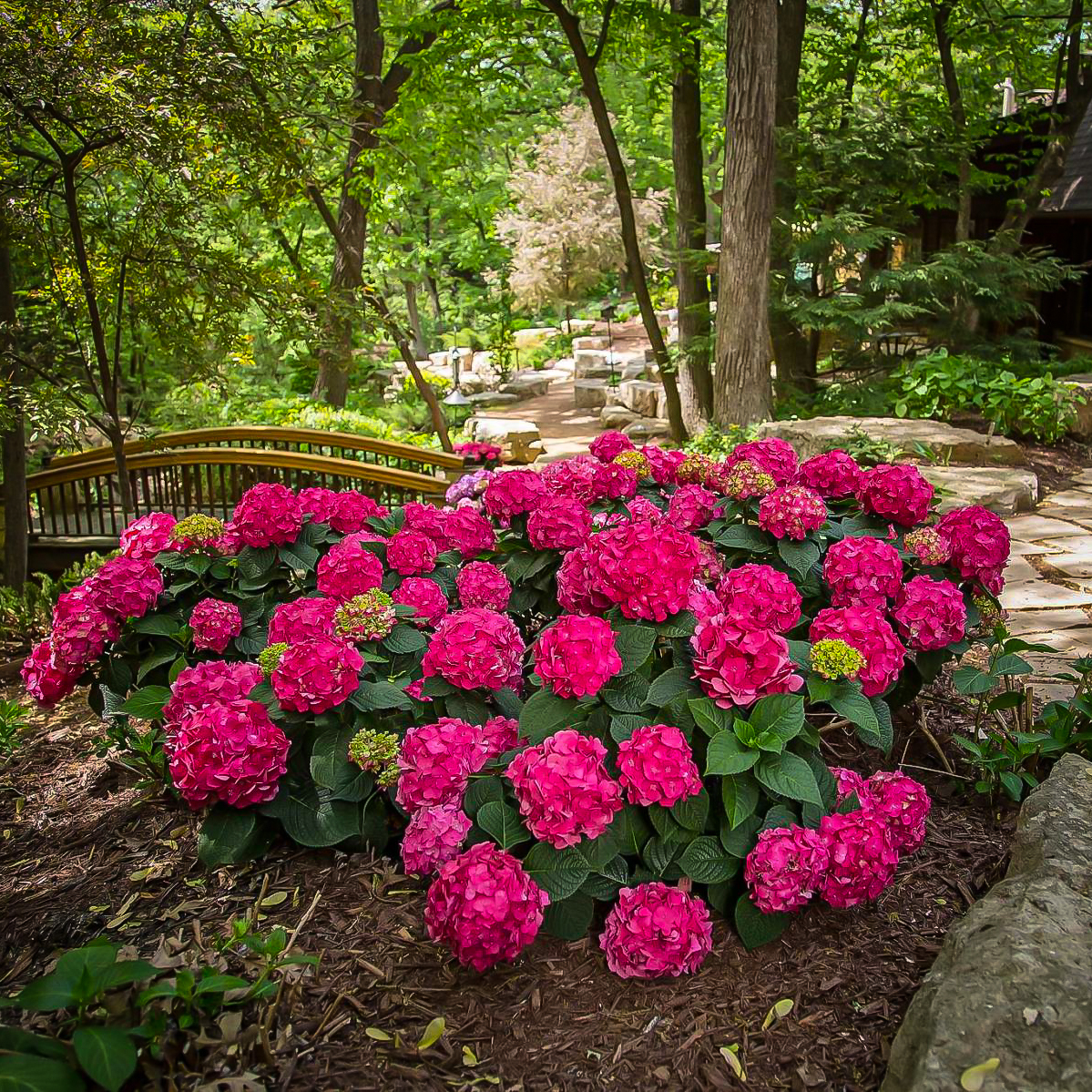 Summer Crush Hydrangea For Sale Online The Tree Center summer-crush-hydrangea-for-sale-online-the-tree-center