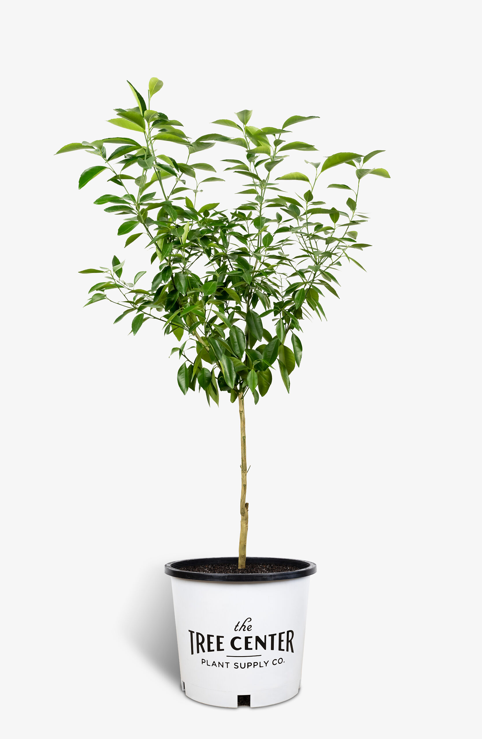 Sunburst Tangerine Trees For Sale Online The Tree Center