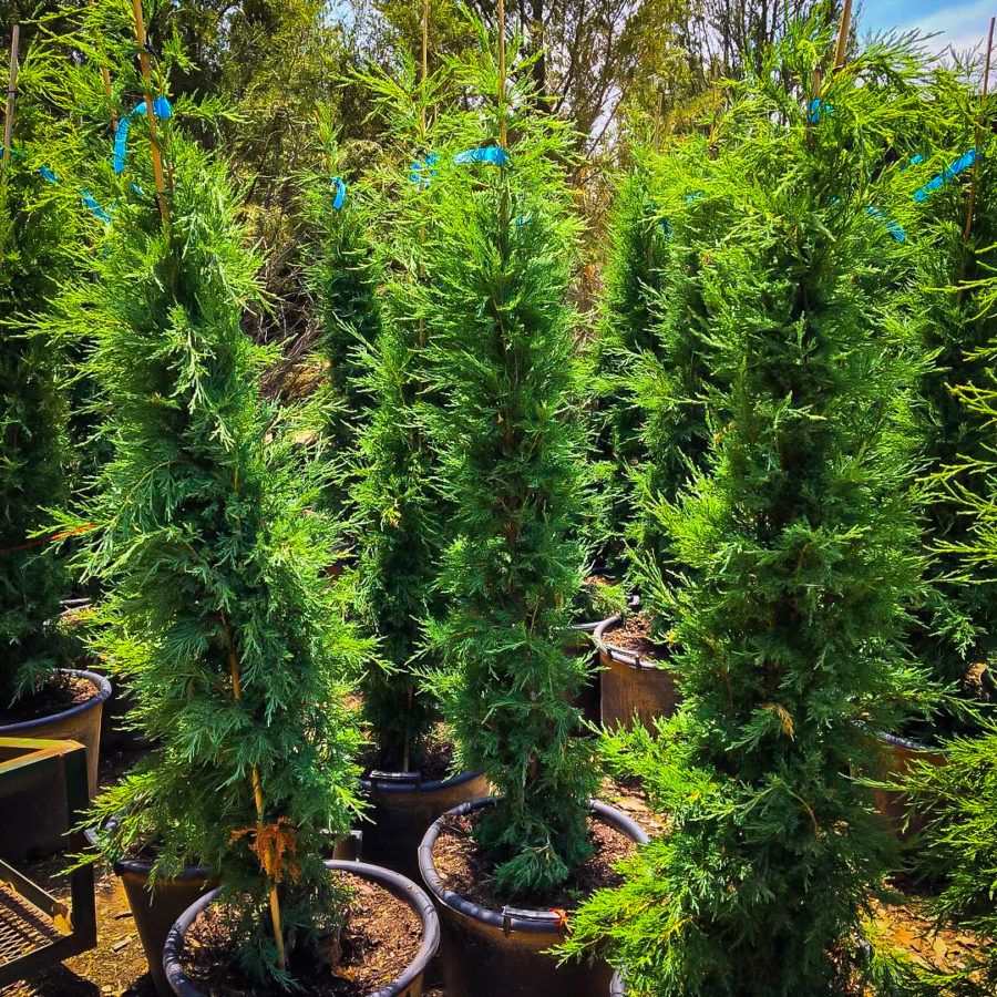 Taylor Juniper For Sale Online The Tree Center