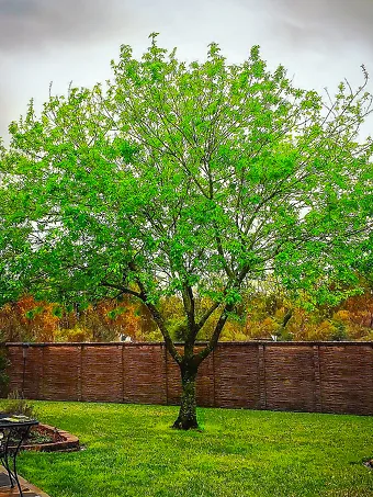 Texas Ash Tree