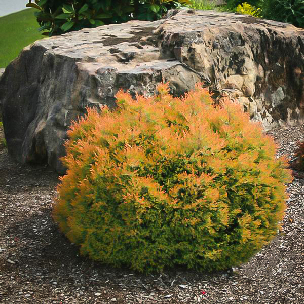 Fire Chief Arborvitae Trees For Sale Online The Tree Center