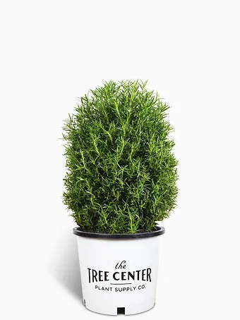 Tuscan Blue Rosemary