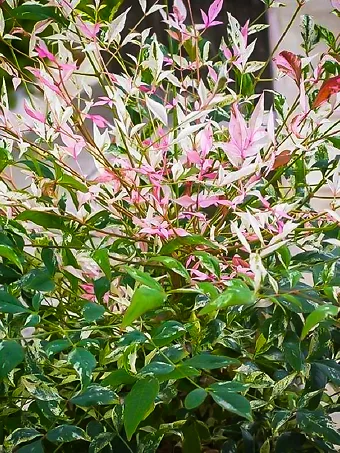 Twilight Nandina